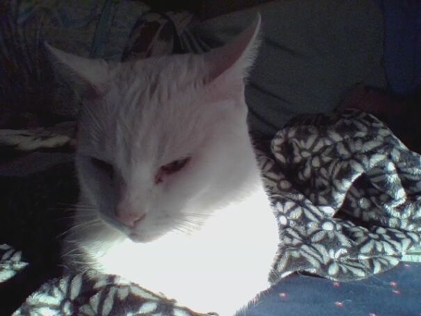 Why Do My Cats Do This To Me?😠😡🤬😭😂😺