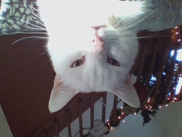 Why Do My Cats Do This To Me?😠😡🤬😭😂😺