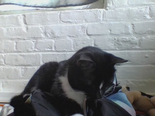 Why Do My Cats Do This To Me?😠😡🤬😭😂😺