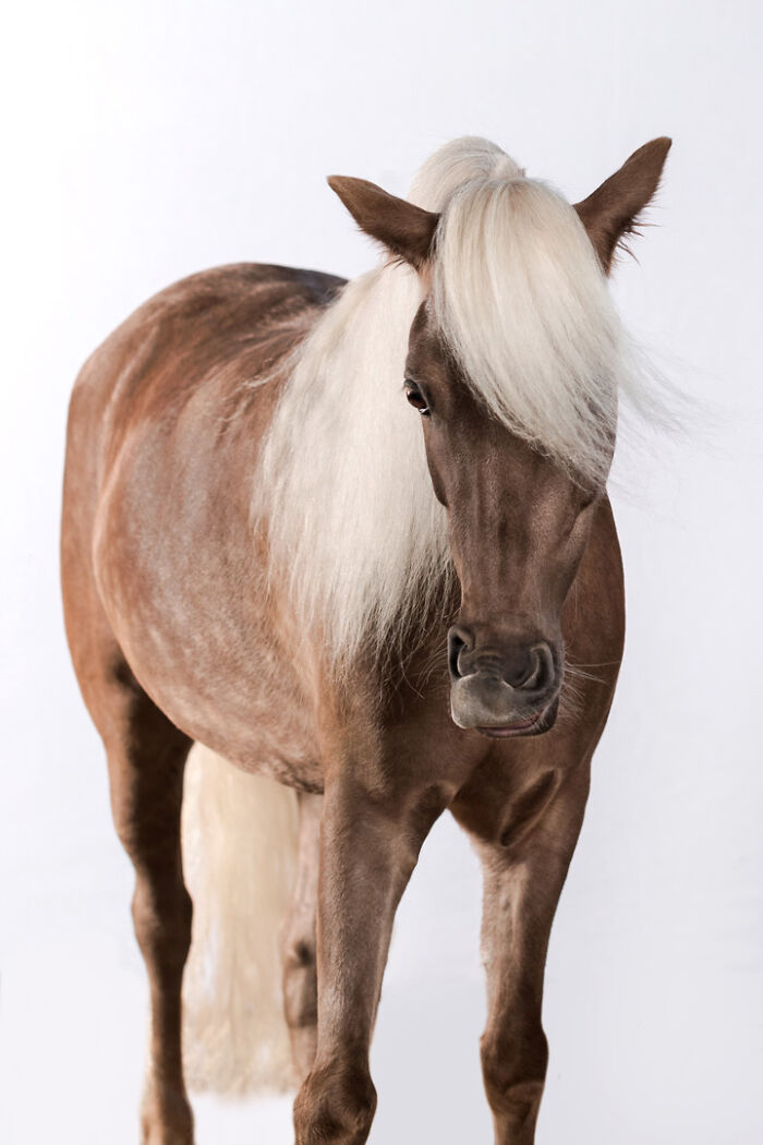 A brown horse with a flowing white mane stands in a light-colored setting, highlighting a special bond with humans.