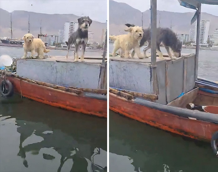 Two stranded dogs stand on a boat near the Chilean coast, awaiting rescue after being at sea for over a year. Two stranded dogs stand on a boat near the Chilean coast, awaiting rescue after being at sea for over a year.