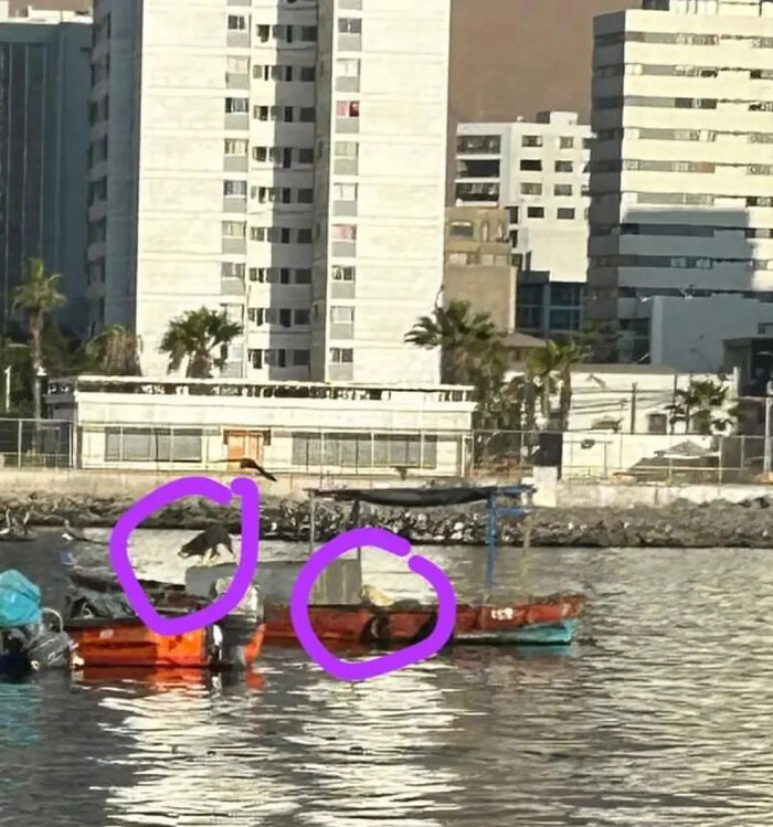 Dogs stranded at sea on a small boat near Chilean coast, highlighted by purple circles. Dogs stranded at sea on a small boat near Chilean coast, highlighted by purple circles.