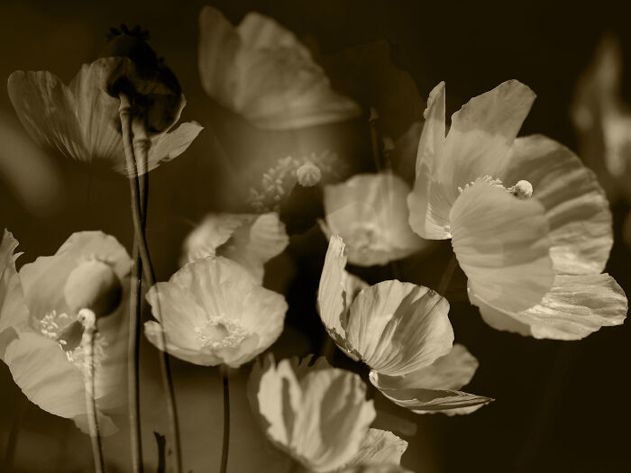 Flourishing In Unison