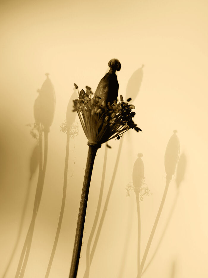 From One Many The Everlasting Cycle