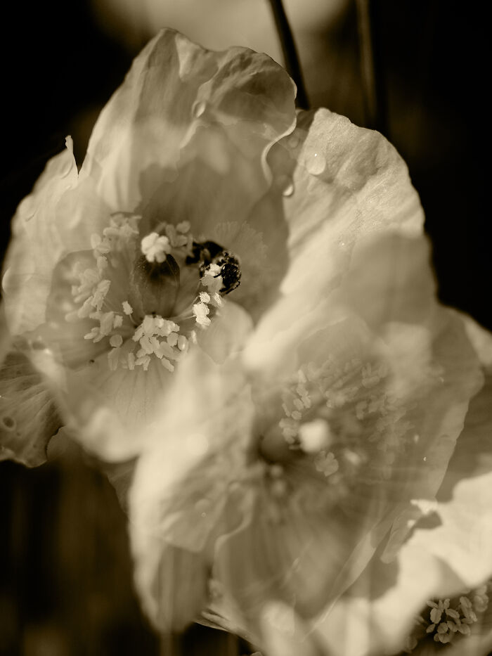 The Passage Of Bloom