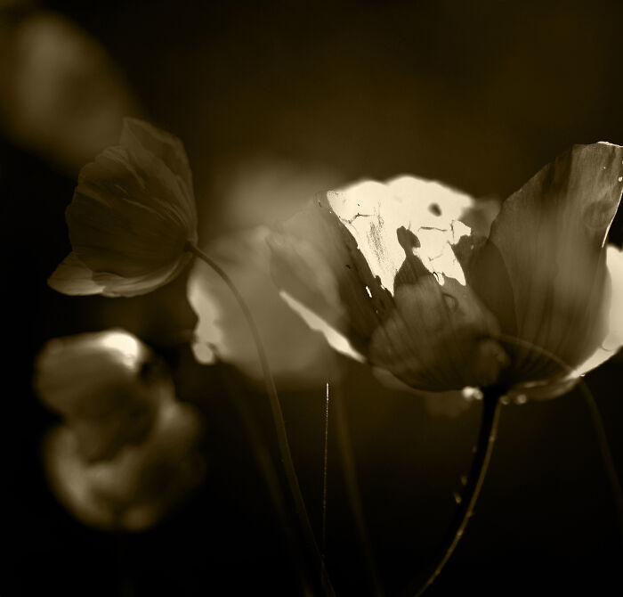 Fading Light Lasting Shadow