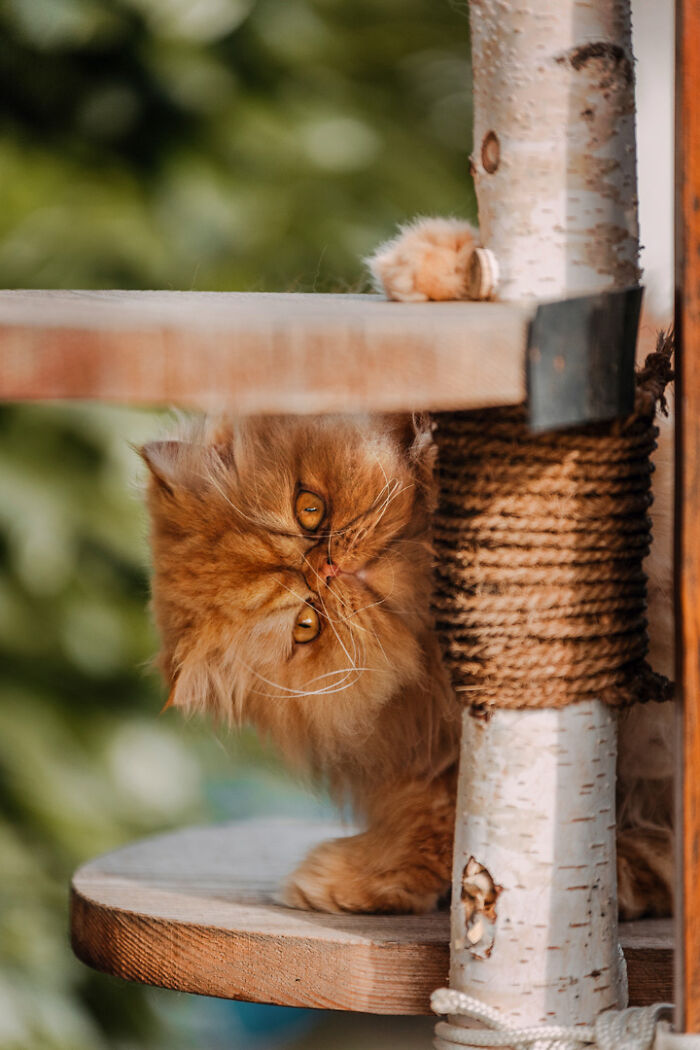 Ginger Persian cat playfully peeking around a scratching post in a cozy setting.