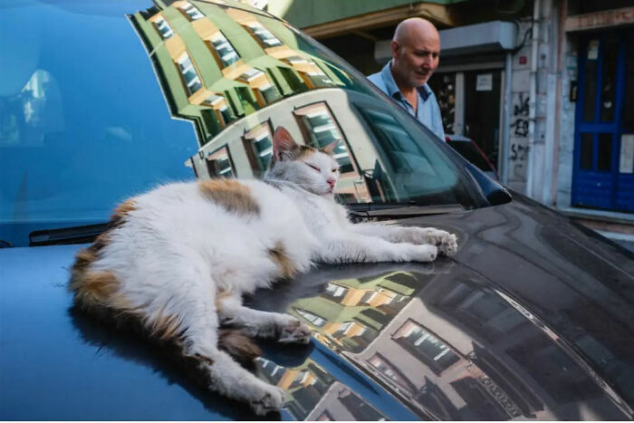 Calico cat lounging on a car hood with a building reflection, a man walking past, capturing absurd human condition.