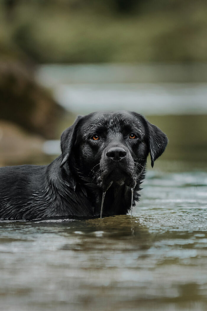 Black dog swimming in a river, showcasing the special bond between animals and humans by Lea Styger.