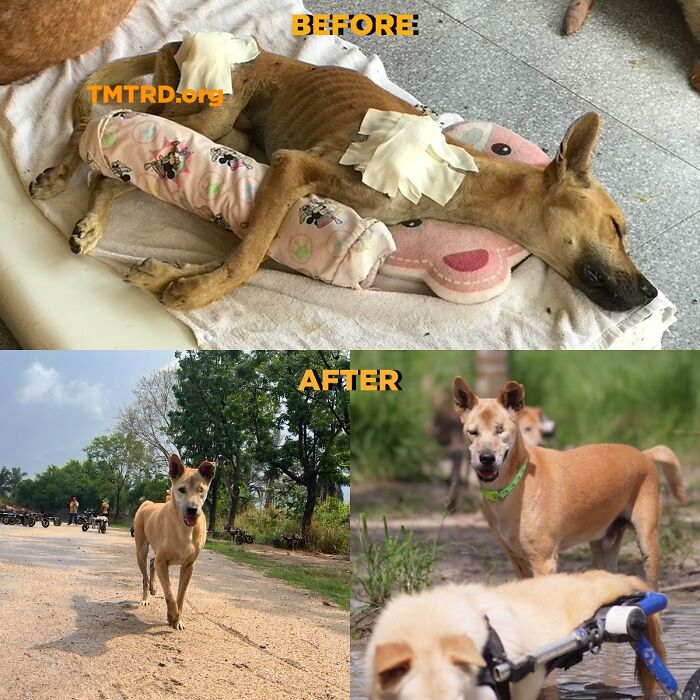 Stray dog before and after rescue, now healthy and active, part of sanctuary with over 800 dogs.