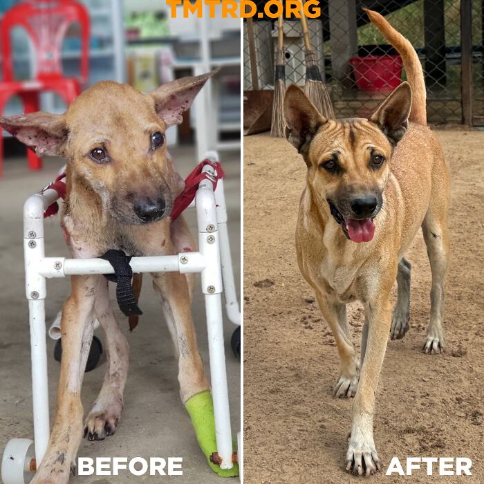 Stray dog in wheelchair before and healthy after, at a sanctuary for over 800 dogs run by a dedicated chef.