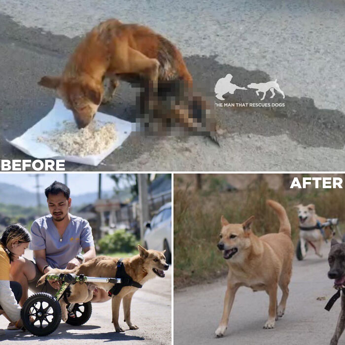 Chef building dog sanctuary; before and after images show stray dogs flourishing.