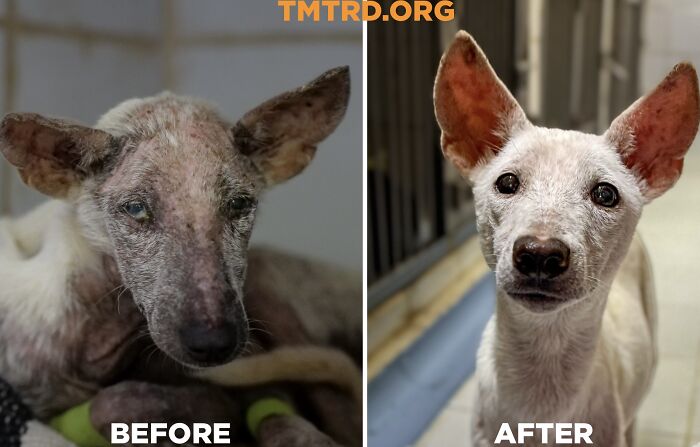 Before and after images of a stray dog cared for by a chef who now runs a sanctuary for over 800 dogs.