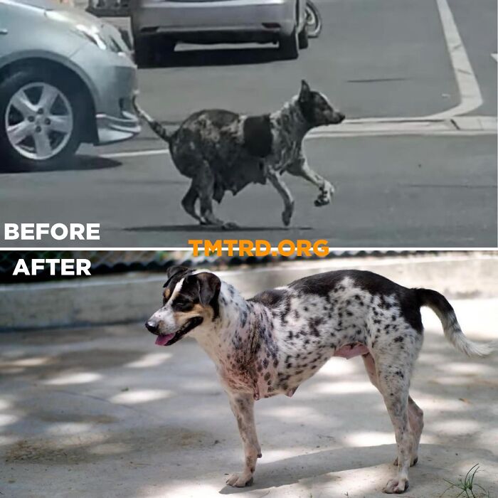 Before and after images of a stray dog in a sanctuary for over 800 dogs show transformation and care.