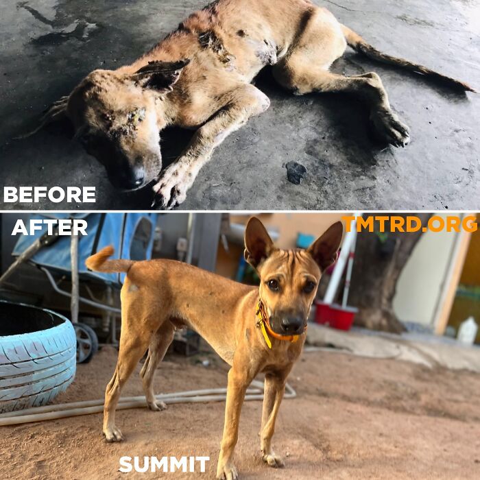 Stray dog transformation from sick to healthy, depicting the impact of a chef's sanctuary for over 800 dogs.