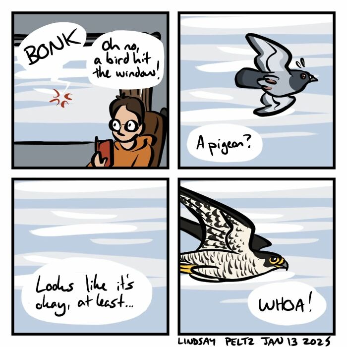 Comic showing a bird hitting a window, mistaken for a pigeon, highlighting life's struggles humorously.