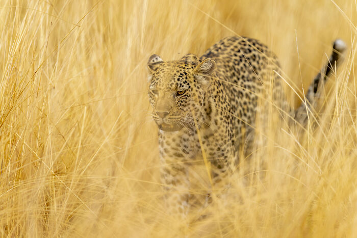 A leopard stealthily moves through tall grass, showcasing nature's raw beauty as captured by a wildlife photographer.