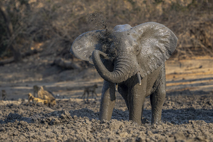 Elephant showering in mud, showcasing wildlife photographer's ability to capture nature's raw beauty in stunning detail.