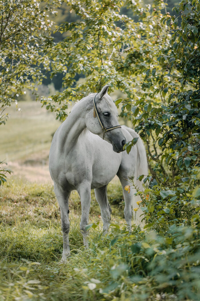 White horse standing gracefully in a lush green environment, highlighting the bond with nature.
