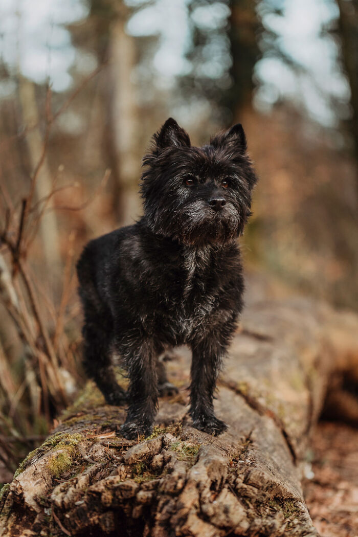 A small black dog standing on a log in a forest, highlighting the bond between animals and humans.
