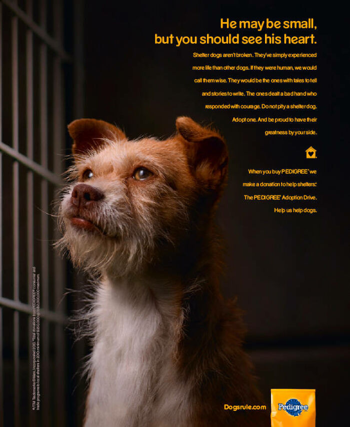 Shelter dog with soulful eyes in a Pedigree campaign, highlighting adoption and support for canine causes worldwide.