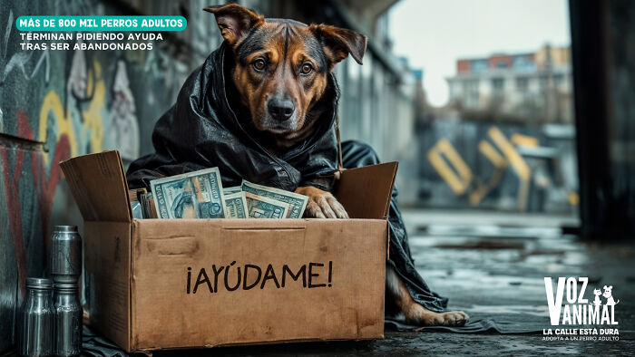 Dog in a city, wearing a coat, sitting with a box of money labeled "Help Me," highlighting a canine campaign.