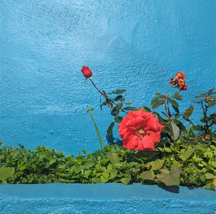 Red roses against a vibrant blue wall capture the essence of San Francisco through Sage Akaboshi's lens.