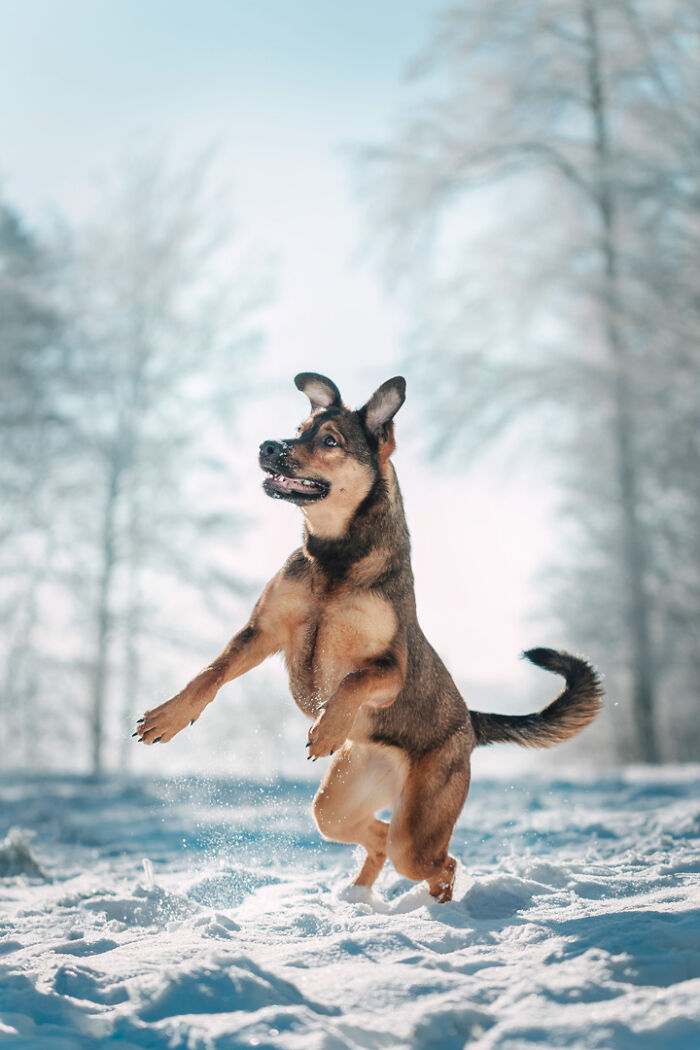 A dog joyfully leaps in the snow, capturing the special bond with its human photographer, Lea Styger.