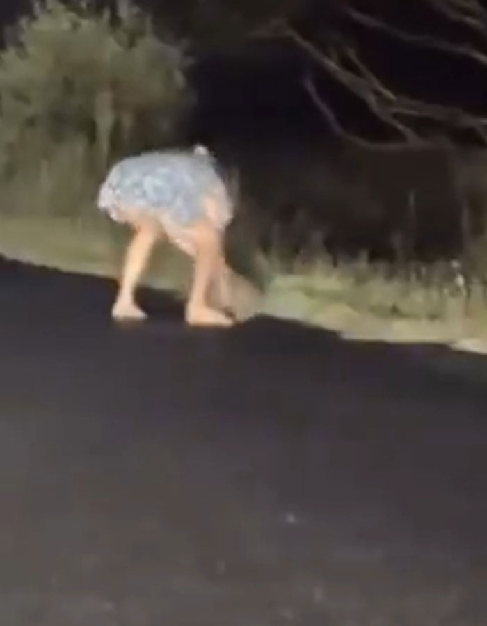 Woman crouching on a road at night, interacting with wildlife, related to a delusional incident involving a baby wombat.