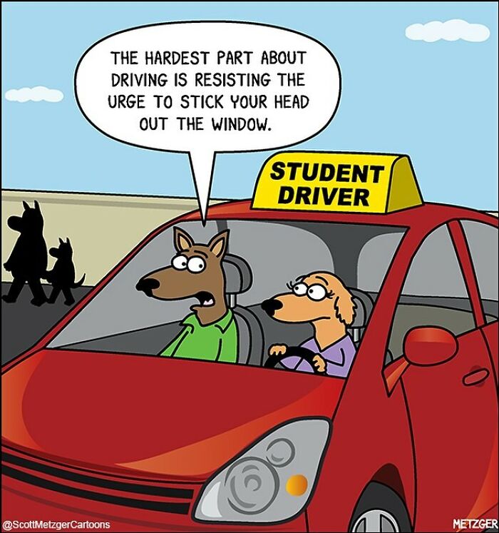 Dog student driver comic by Scott Metzger, with dogs discussing the challenge of not sticking heads out the window.