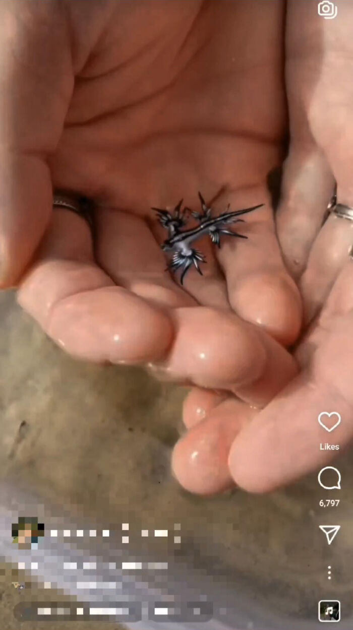 Manos sosteniendo una criatura marina exótica, sin advertir su peligrosa naturaleza.