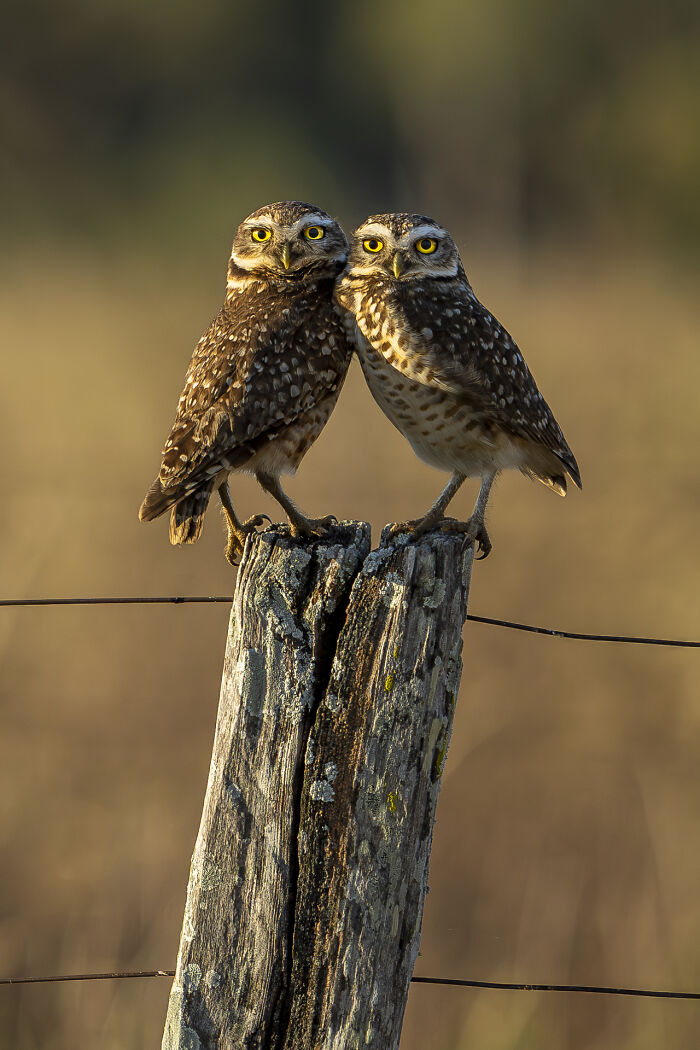 Two owls perched on a wooden post, showcasing nature's raw beauty in a serene wildlife setting.