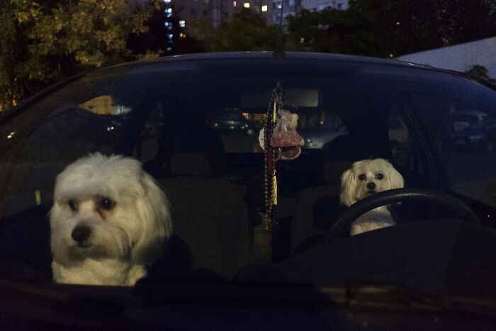 Two dogs sitting in a car, one with paws on the steering wheel, creating a comedic street photography moment.