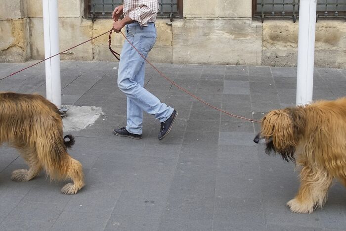 Street photo captures a man walking two large, fluffy dogs, creating a comedic everyday moment.