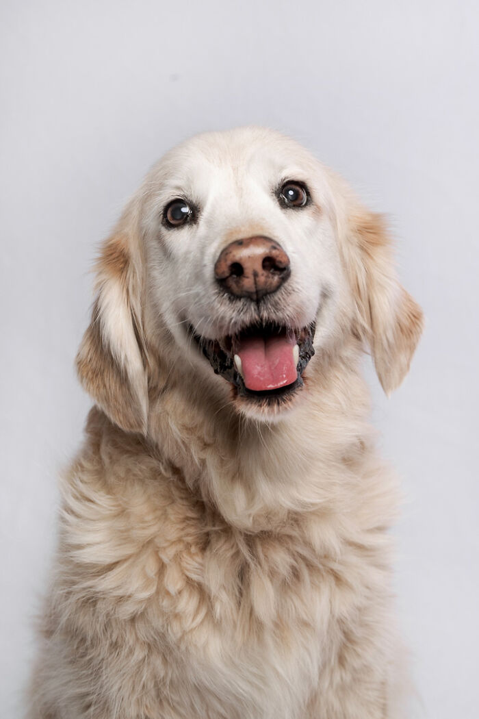 Golden retriever with a smiling expression embodies the bond between animals and their humans.