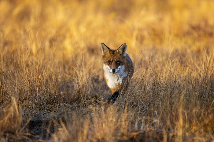 Red fox captured in golden hour light, showcasing nature's raw beauty in the wild.