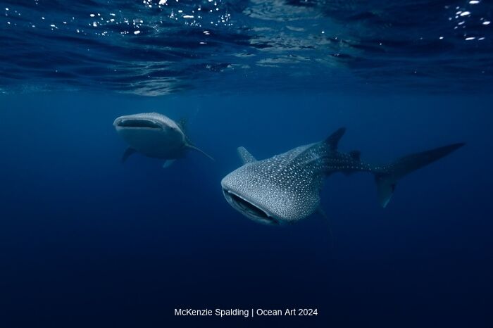 Underwater photo of two whale sharks swimming in deep ocean, showcasing their majestic presence.