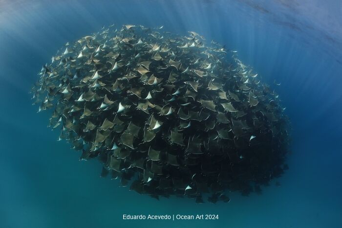 School of rays swimming underwater, captured in an award-winning Ocean Art 2024 photo contest entry.