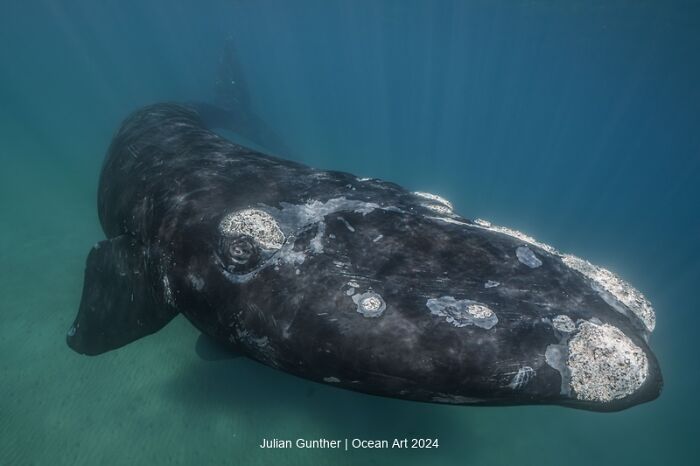 Majestic underwater photo of a whale with barnacles, capturing the essence of Ocean Art 2024 contest winners.
