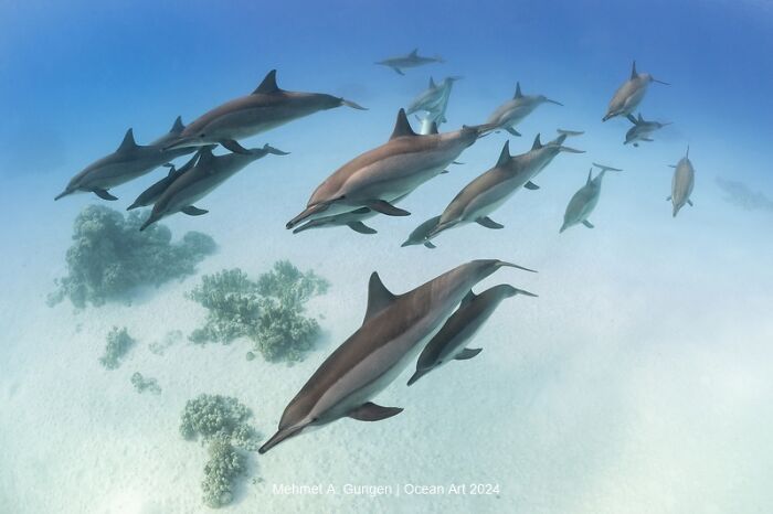 A pod of dolphins swimming gracefully underwater, showcasing breathtaking beauty, Ocean Art 2024.
