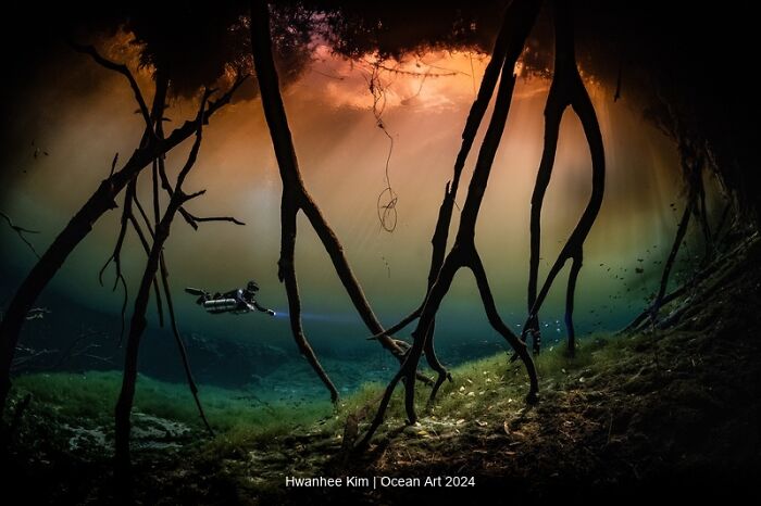 Diver explores underwater roots in a breathtaking photo from 2024 Ocean Art contest.