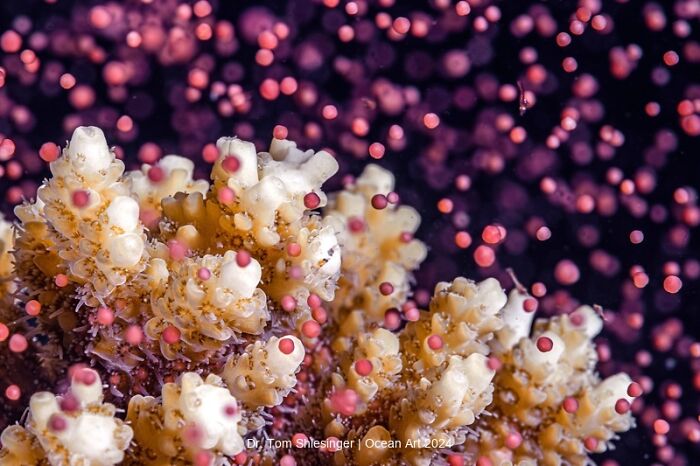 Underwater photo of coral with pink particles, showcasing intricate marine beauty from the 2024 Ocean Art Photo Contest.