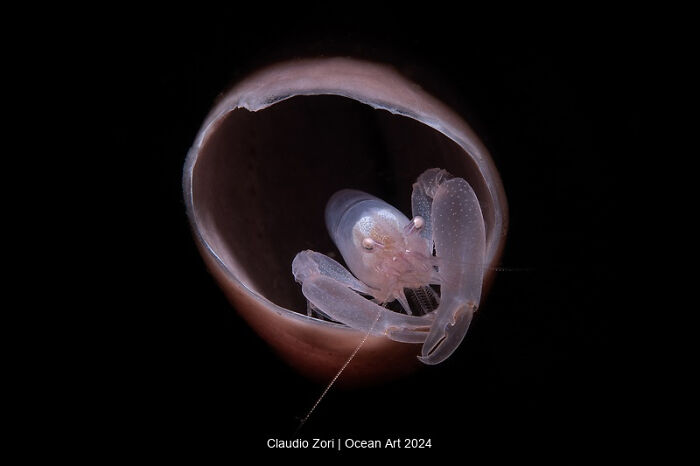 Ghostly shrimp inside shell, winning Ocean Art 2024 underwater photo contest, eerie deep-sea scene.