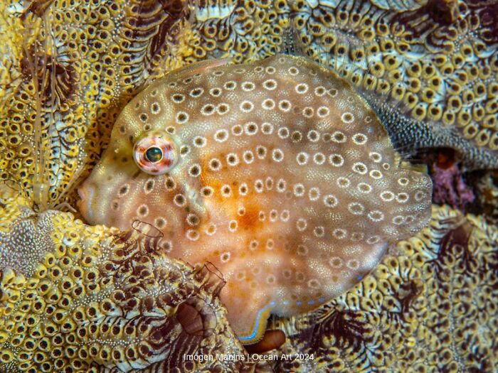 Underwater photo of a colorful fish camouflaged against vibrant corals, showcasing detailed patterns.