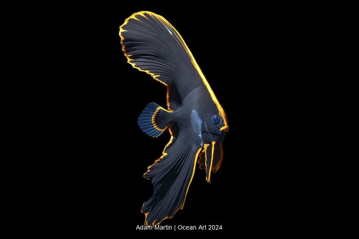 Striking underwater photo of an elegant fish with vivid yellow edges, captured by Adam Martin for Ocean Art 2024.