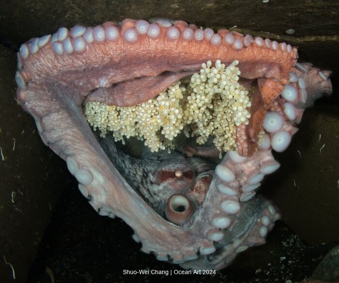 Octopus guarding eggs in an underwater scene from the 2024 Ocean Art Photo Contest.