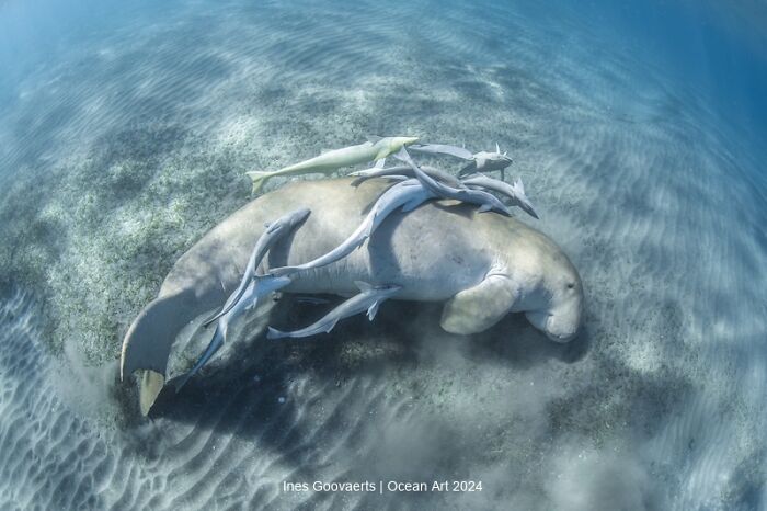 Underwater photo of a dugong surrounded by fish, showcasing marine life, from the 2024 Ocean Art contest.