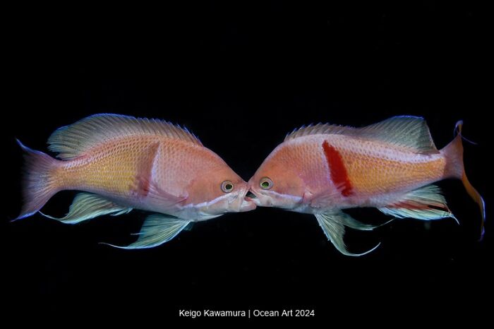 Two colorful fish face each other in a winning underwater photo from the 2024 Ocean Art contest.