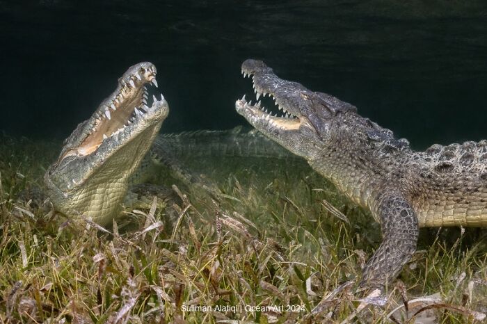 Two crocodiles underwater with open mouths, submerged in a grassy habitat. Ocean Art Photo Contest 2024 winner.