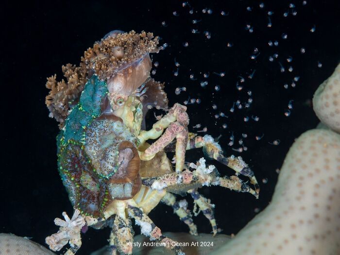 Underwater photo of a crab with seaweed and anemones on its shell, captured in the 2024 Ocean Art contest.
